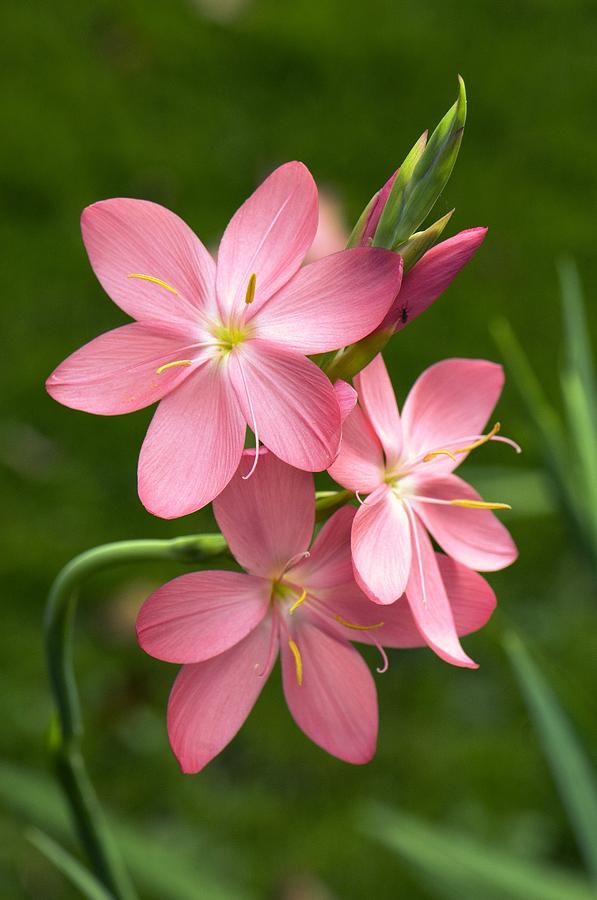 Flowers-image